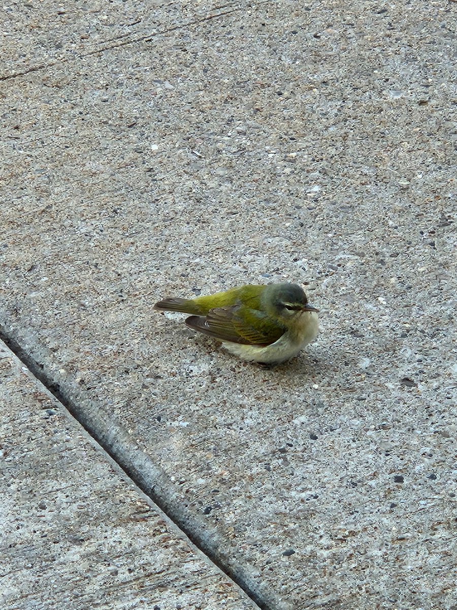 We had a cute little office visitor this evening! 🥰🥰🥰 #miwx #northernmichigan #birdlovers #birds