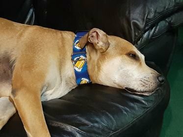 Chester relaxing in his newest Classy Collar!
wesewclassycollars.com 
Send us a PM for info!

#rescuedogs #adoptdontshop #todaypets #topdogphoto #bestwoof #mydogiscutest #dogsofinsta #petsofinsta #handmade #madeinusa