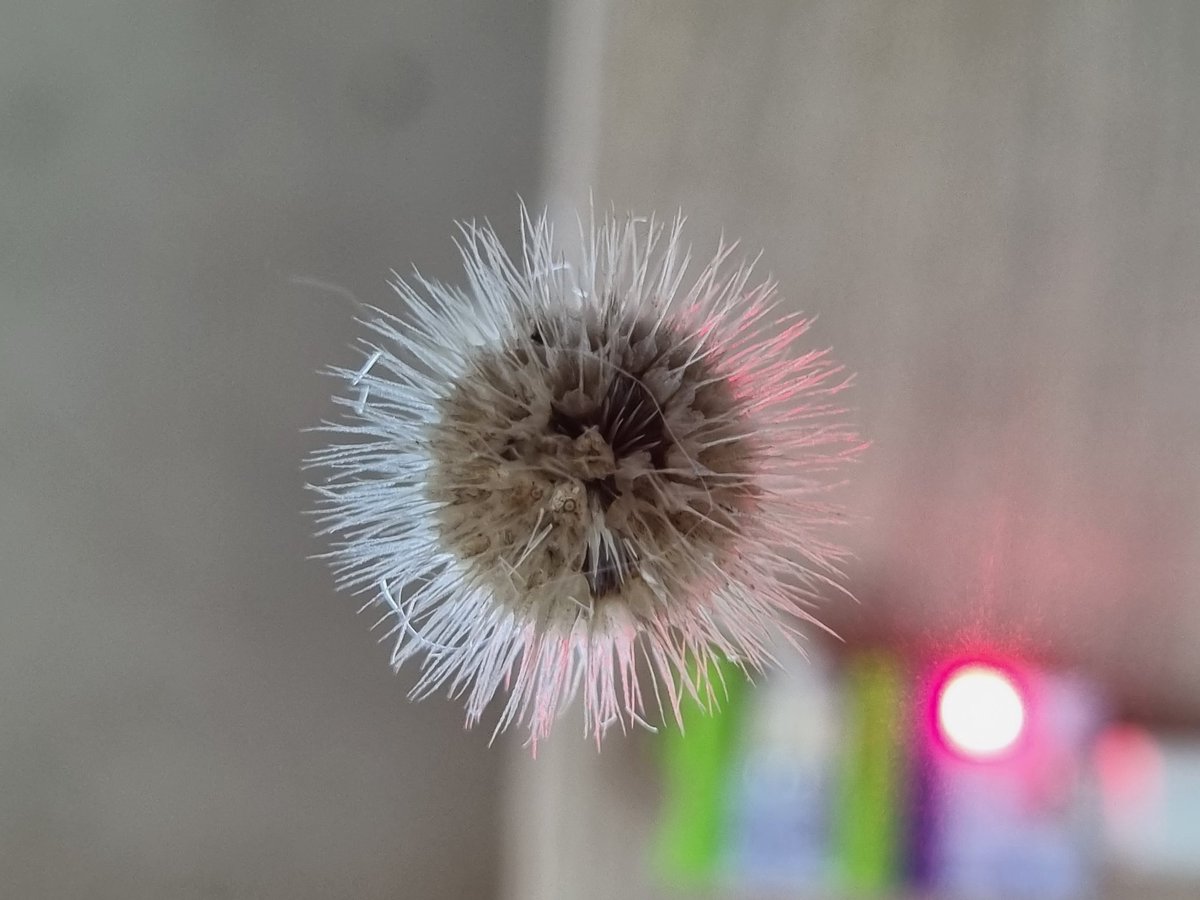 Daniela lyra tweet media