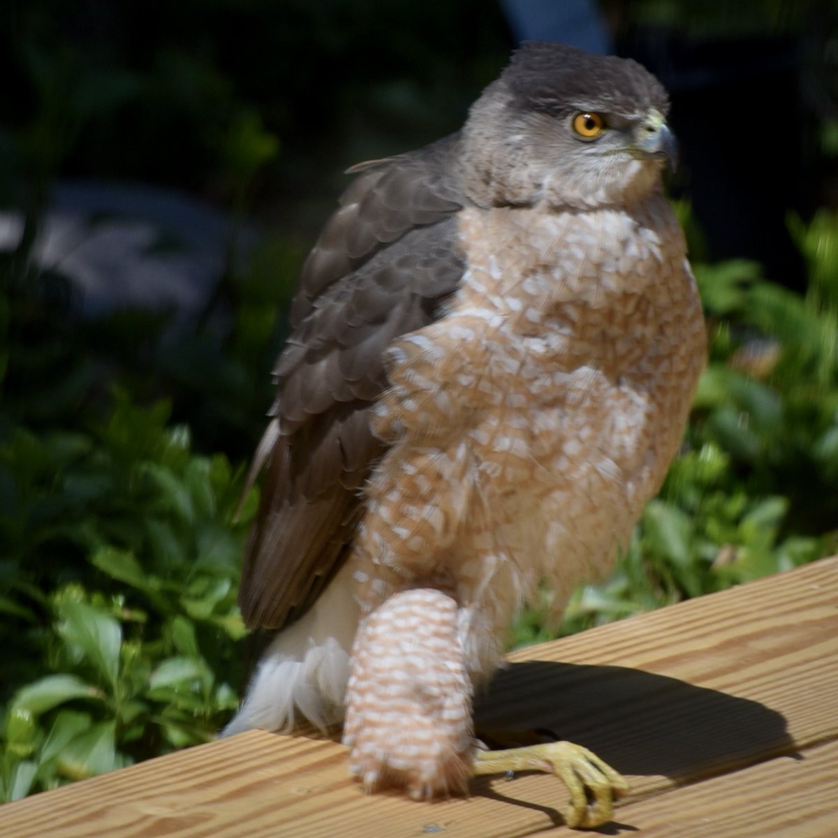 Cooper's Hawk  #birdsofcapecod