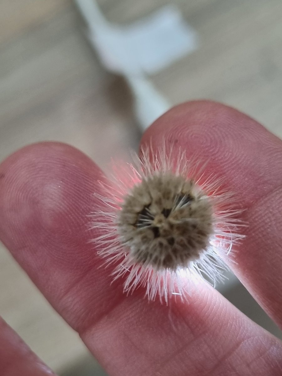 Daniela lyra tweet media