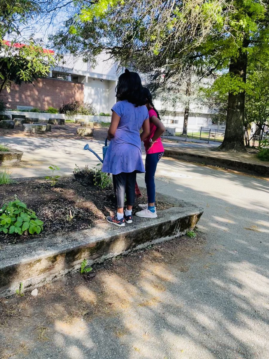 Little gardeners caring for ⁦@SD41marlborough⁩ Indigenous plants #learningthroughconnectedness #outdooreducation #schoolgardens #reconciliation #waterislife
