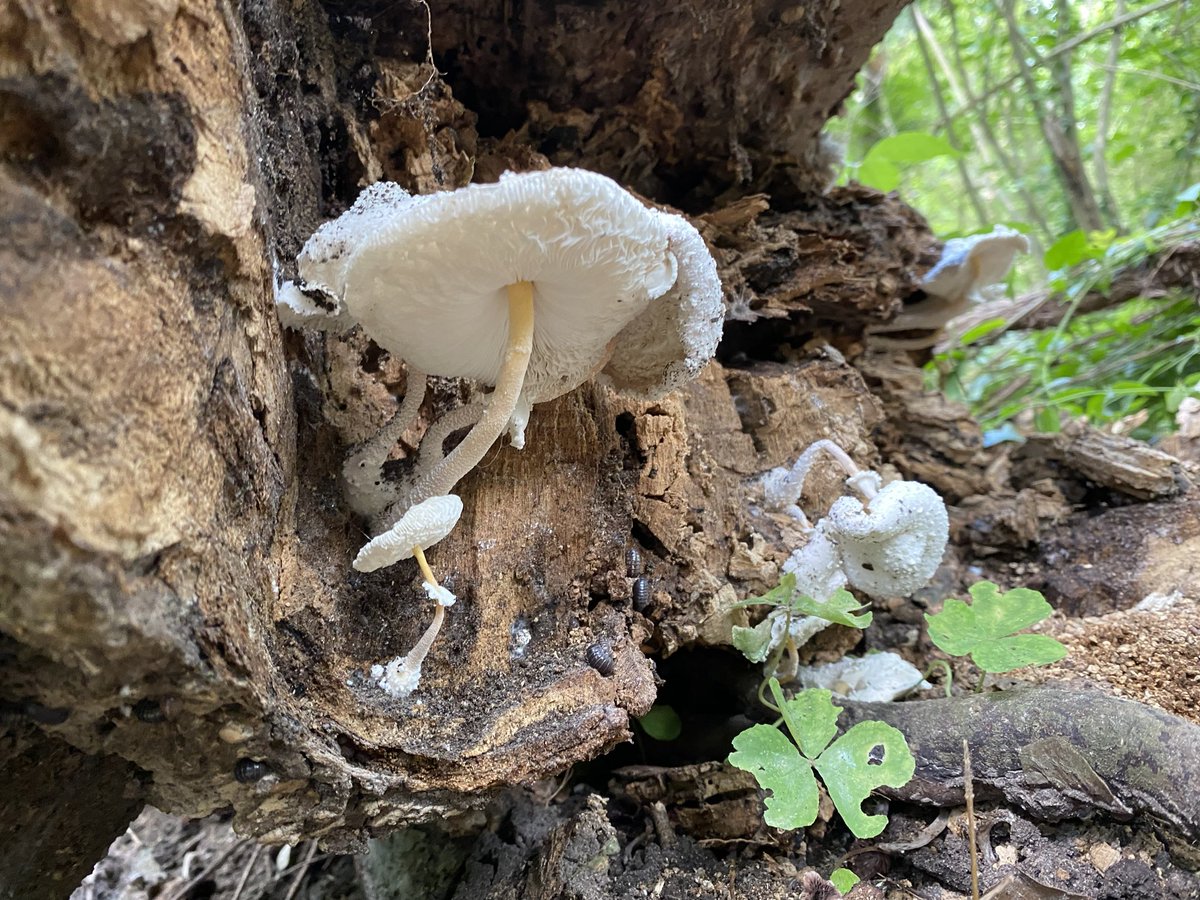 There is beauty everywhere
#mushrooms