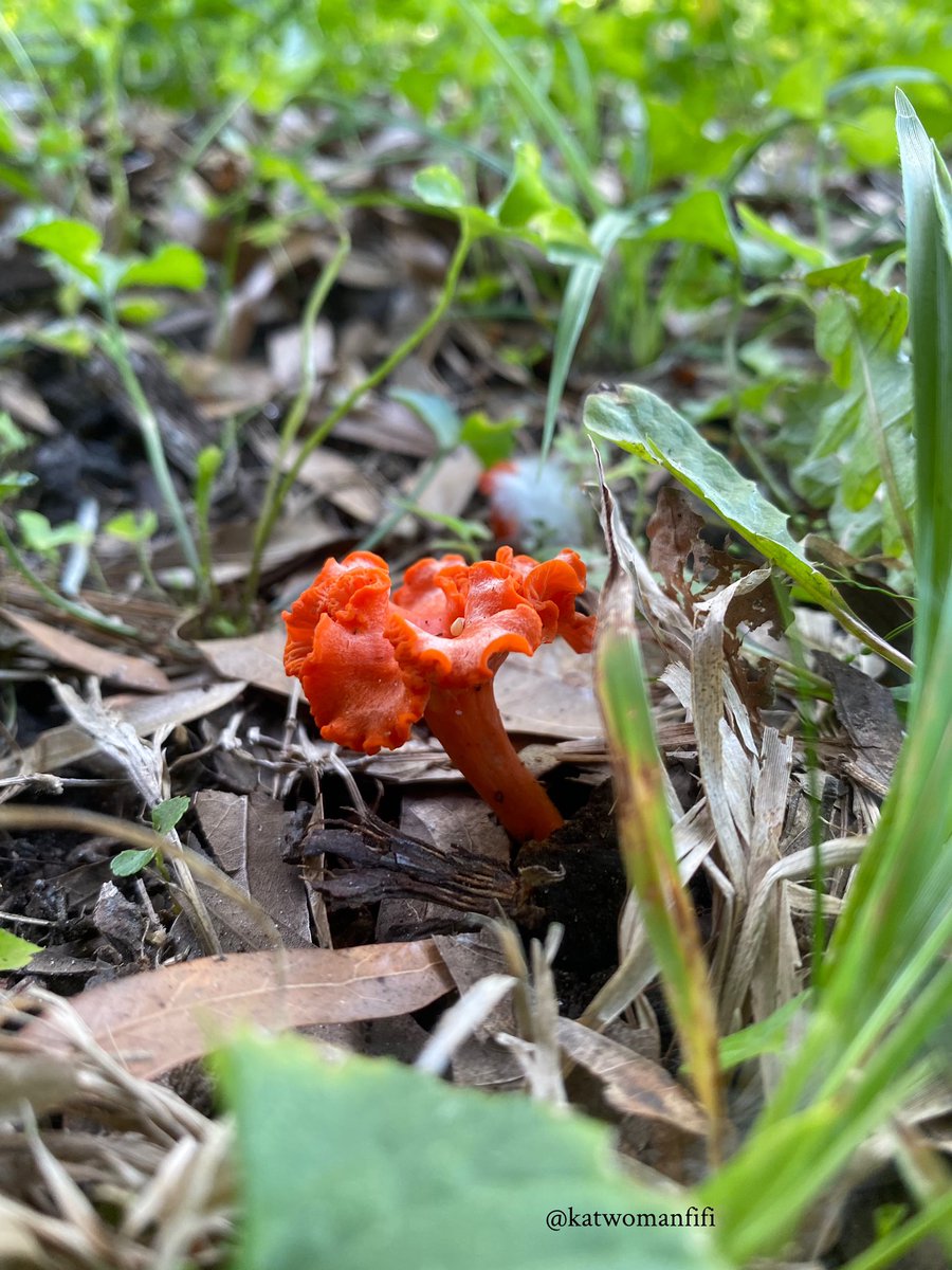 Red chanterelle, mushroom 🍄 
#nature #photograghy #FungiFriday