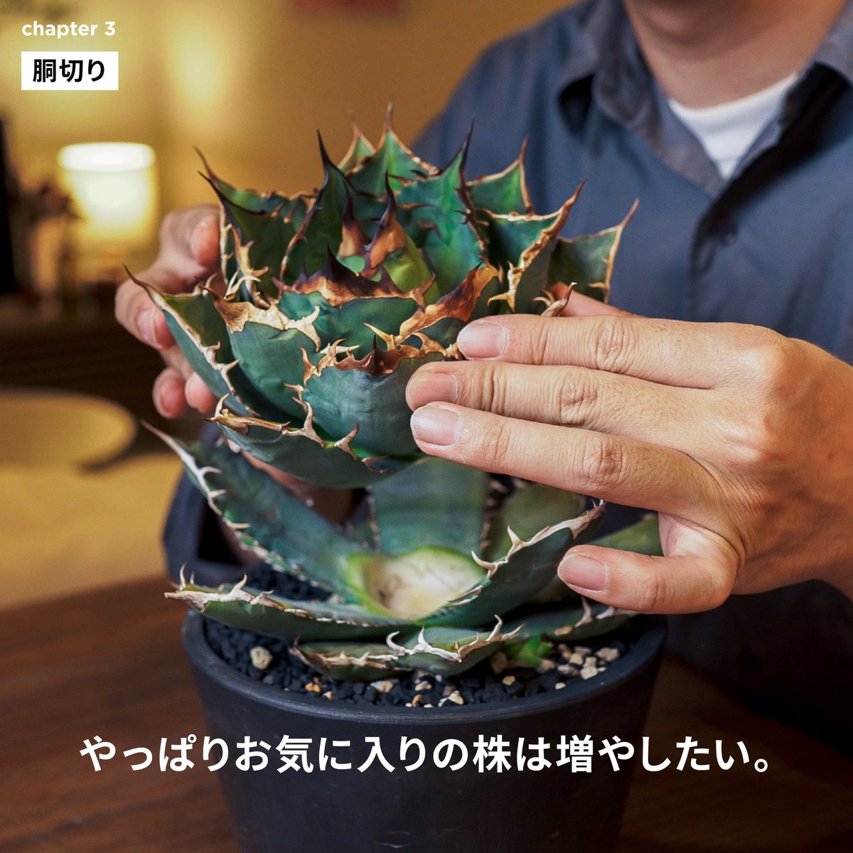 本日19時公開】 今回は大株のアガベのメンテナンス動画になります！お
