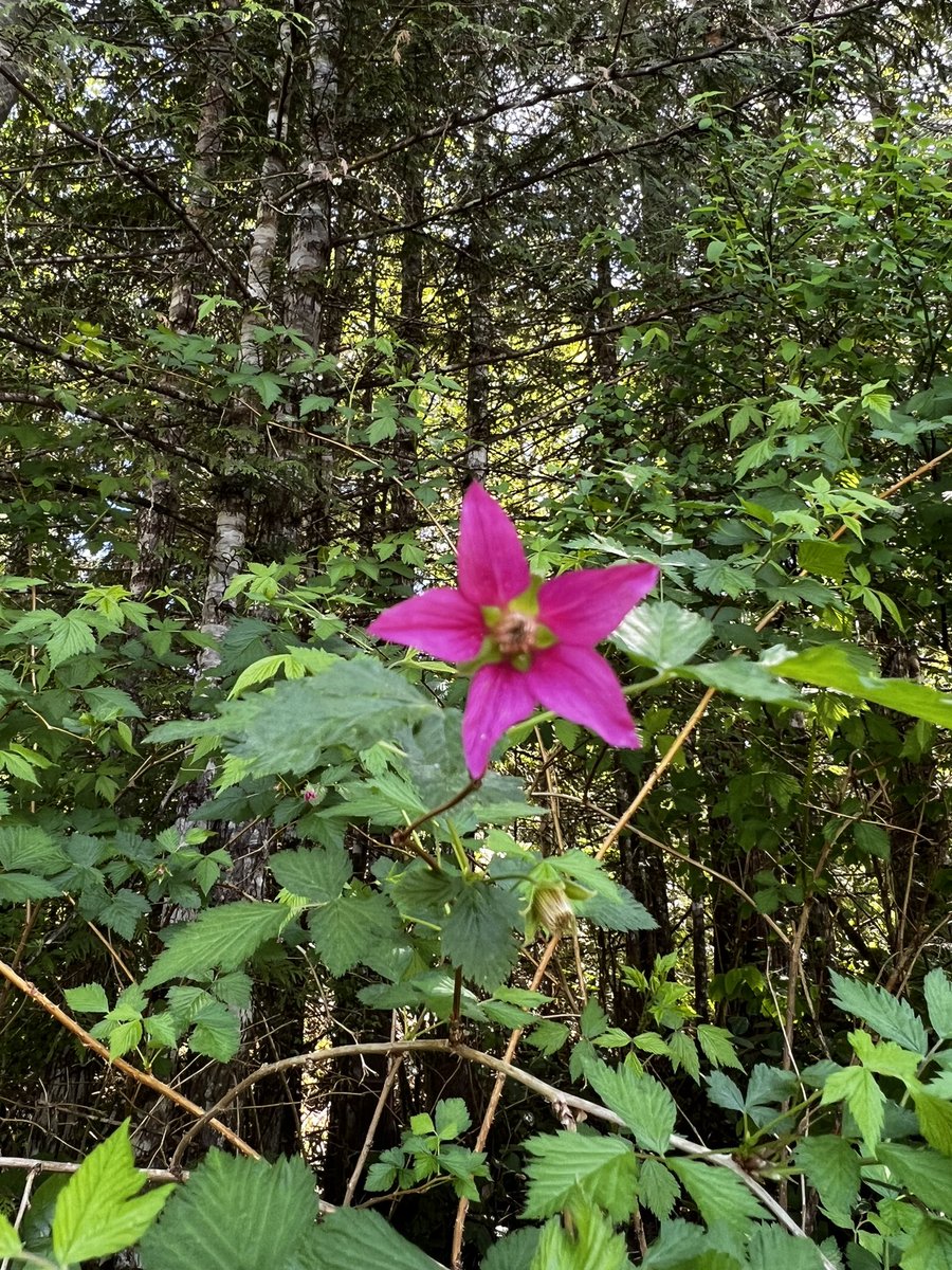 mázáiqvḷ̓a - #salmonberry blossom 

firstvoices.com/explore/FV/sec…