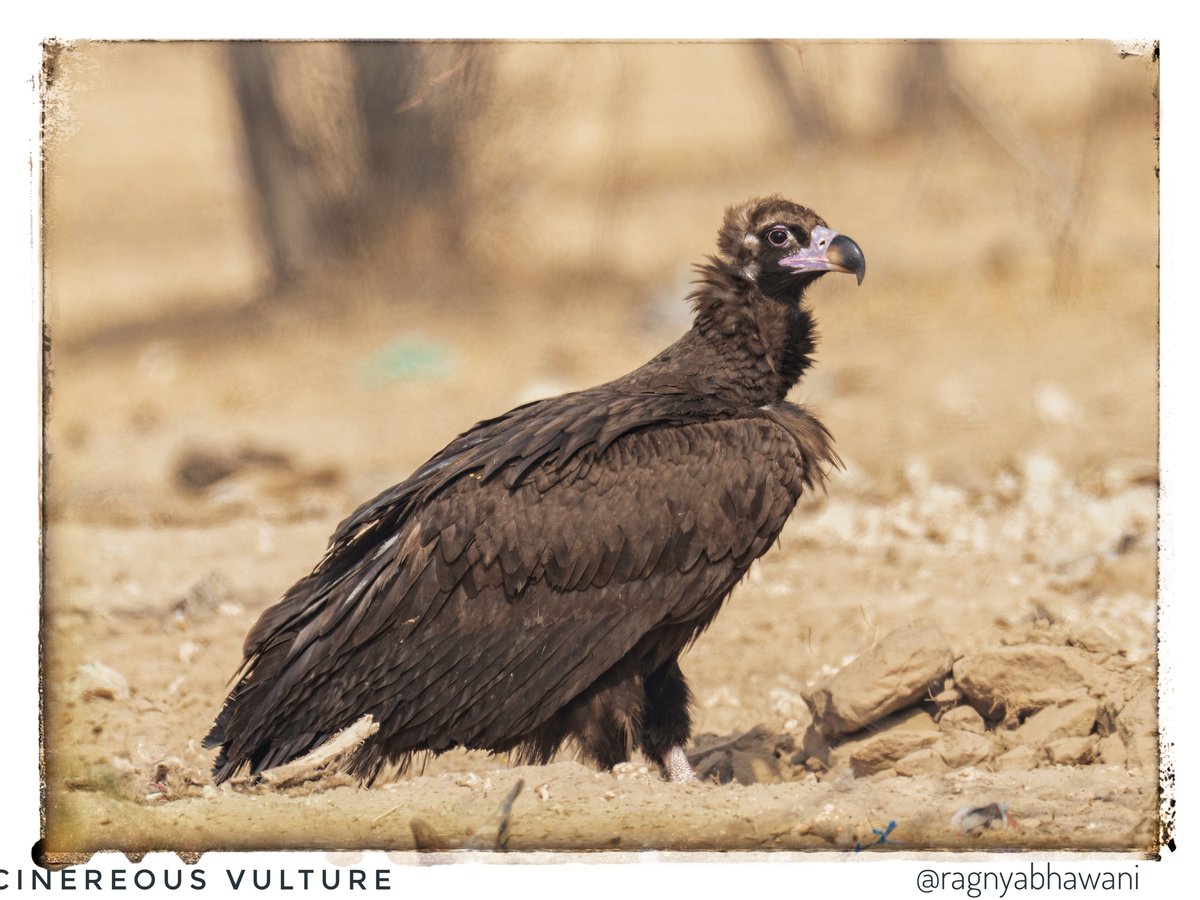 Suprabhat 🙏 
Cinereous Vulture 
One of the larger vultures called affectionately 'daku' by birders. 
Credit: Chikkamma 

#SonyAlphaShots
#BirdsSeenIn2023 #birdwatching 
#IndiAves 
@IndiAves @Devahoothi @bahutbadadanda @Krishnaa_Murari
@ClimbhiKc