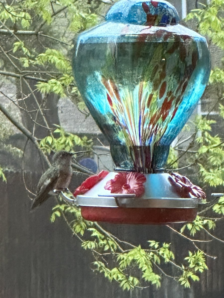 Spring! #hummingbirds