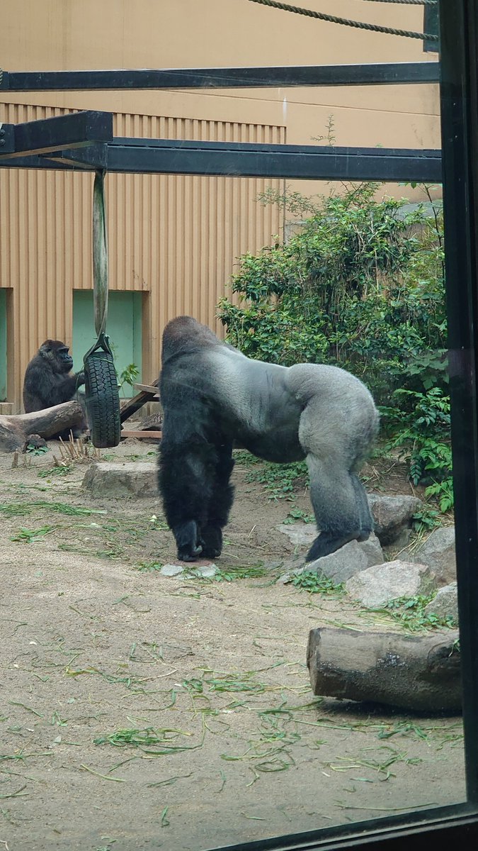 動物園だ ゴリラが目の前にいる 霊長類最強かぁ… やっぱり一度は闘って