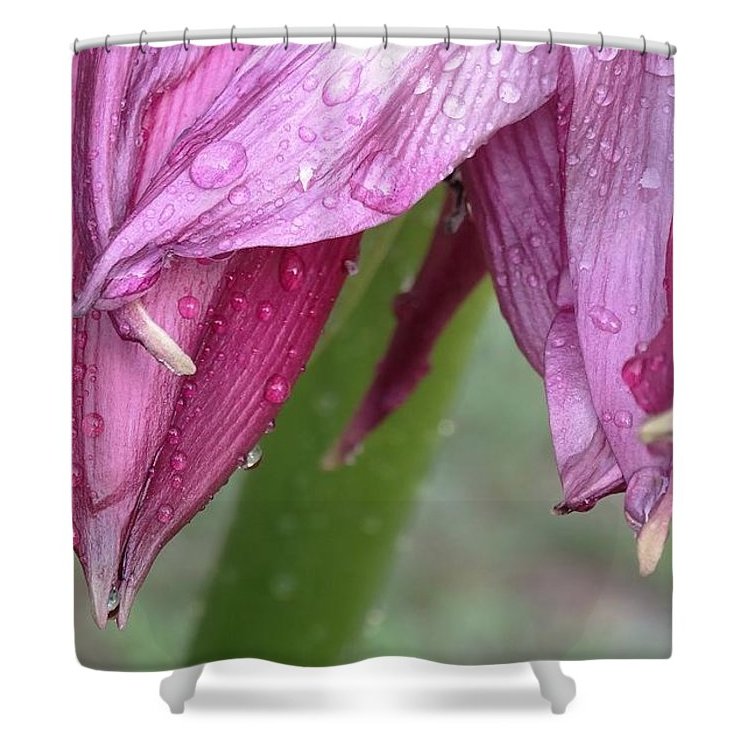 Rain drops on a lily, the flower of purity. Gocce Di Pioggia pixels.com/featured/gocce…
#Lily #ShowerCurtain #HomeDecor #RainDrops