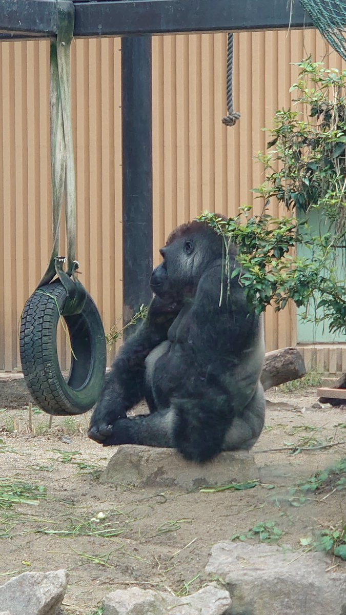 段差ゴリラ 背筋ピーン！二本足で歩くゴリラが人気 英国 写真5枚 国際ニュース
