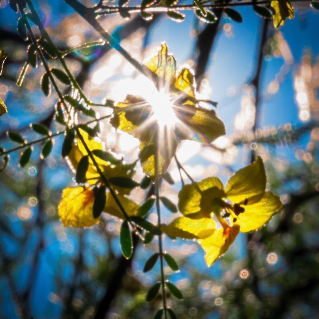 AnneVelosa's tweet photo. Our pale Verde tree is full of flowers.
.
.
.

#thankful 
#flowers  #flower #flowersofinstagram #flowerstagram #allkindsofflowers
 #flowerphotography #flowerphoto
#paloverdetree #paloverdeflower #sunburst
#plants #plantphoto #allkindsofplants  #all_beauty_flowers 
#flowersan… https://t.co/eLmlyDOVQJ