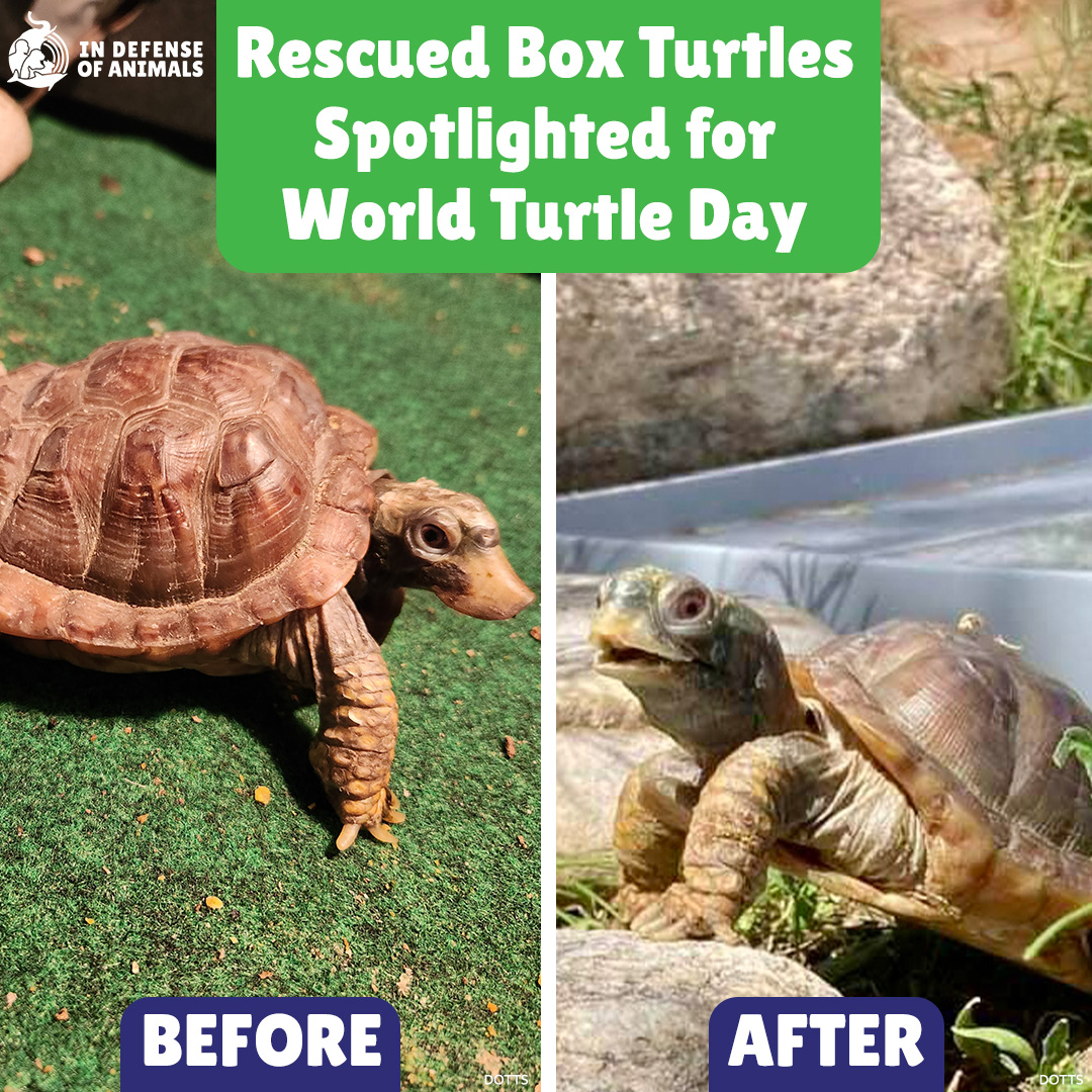 IDAUSA's tweet photo. Honor #WorldTurtleDay by protecting #turtles and their threatened habitats. Never remove turtles from the wild unless they are injured.
Read more and watch our video: https://t.co/Yf7U9H7Boe
Pls RT and support https://t.co/kIBmqD9rzf
#BoxTurtles #sanctuary #DesertOasis #DOTTS https://t.co/zO8ah293CY
