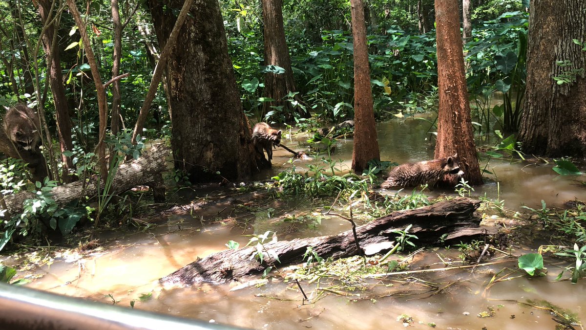 meltycreature's tweet photo. So far away from where I was a year ago, here I am in Louisiana on work retreat. Grateful taking risks. https://t.co/NhwDiij92z