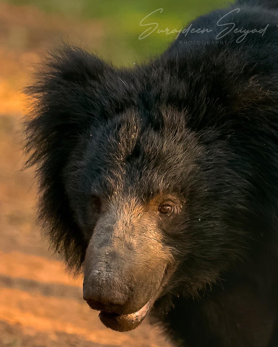 Sloth bear in golden light at Wilpattu National Park Sri Lanka 

#bears #bear #blackbear #slothbearb #bearsofinstagram #WildlifeIG 
#wildlifeofinstagram #natgeo #natgeowild #natgeoyourshot 
 @CanonUSAimaging #CanonFavPic #BBCWildlifePOTD #Natgeoyourshot