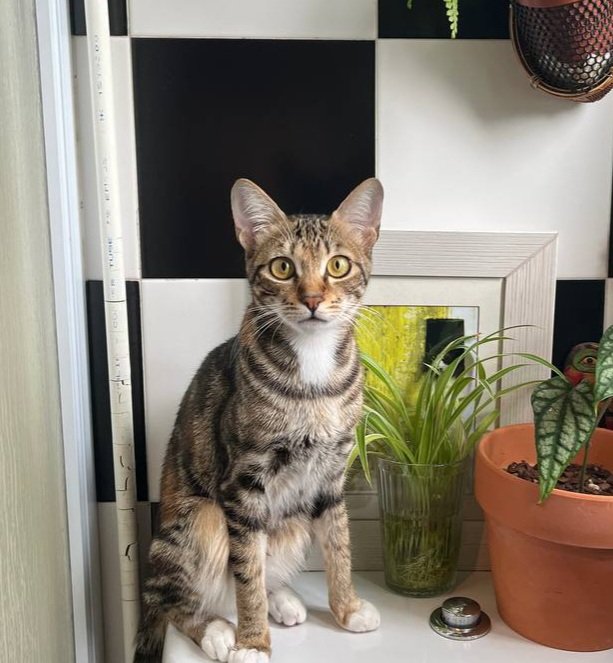 Henrique Centieiro tweet media