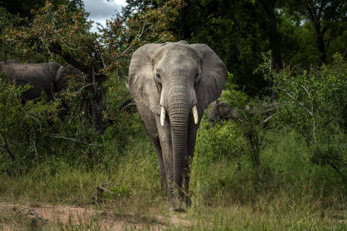 custardcat24's tweet photo. Happy national #EndangeredSpeciesDay let's look at elephants! Their docile, cute, and going extinct! Their going extinct due to habitats becoming unlivable and poaching, especially poaching so many people are killing elephants:( #elephantawarness #savetheelephants https://t.co/hyjlSCIfba