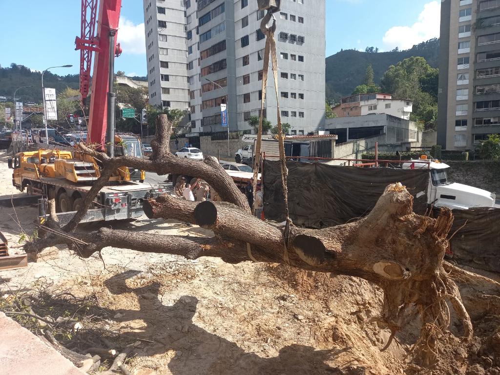 "Traki" es tendencia porque usuarios denuncian el ecocidio del Saman del Cigarral para la construcción de una tienda Traki.

La información que se maneja era que lo iban a transplantar, pero se denuncia que ya no está en la condiciones para hacerlo