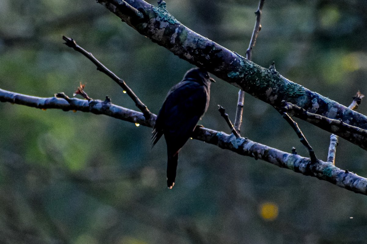 Grey Bellied cuckoo by sunrise & dew!! #birds #BirdsOfTwitter #BirdsSeenIn2023 #birdstudy #IndiAves #BirdTwitter #birdsonearth