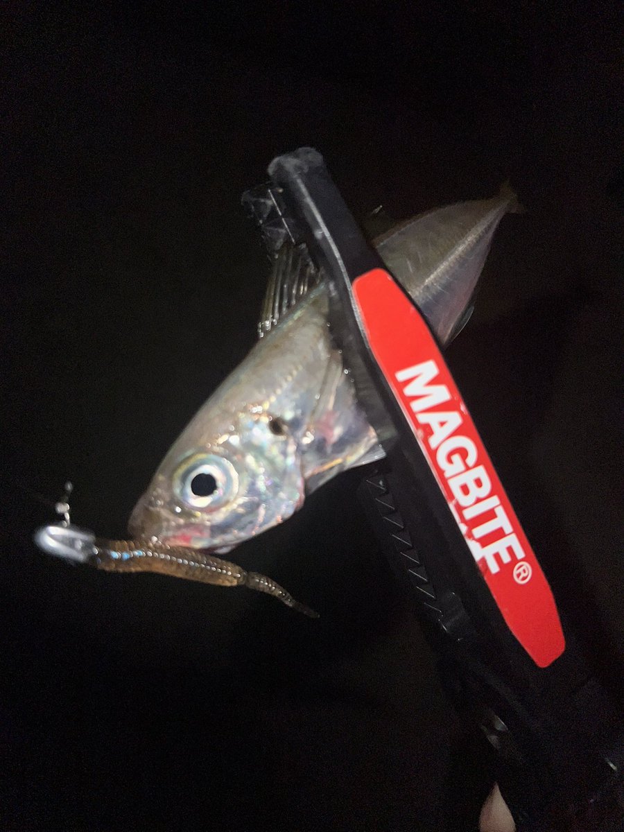 takuya25802580's tweet photo. このサイズが釣れ始めると夏アジングきたなーって実感する🔥

#アジング
#ajing
#fishing
#鯵
#アジ
#Lightgame
#ライトゲーム
#magbite
#マグバイト
#tict
#ティクト
#JUNGLEGYM
#ジャングルジム
#IFC
#IRIEFISHINGCLUB https://t.co/L3gdiueF3O