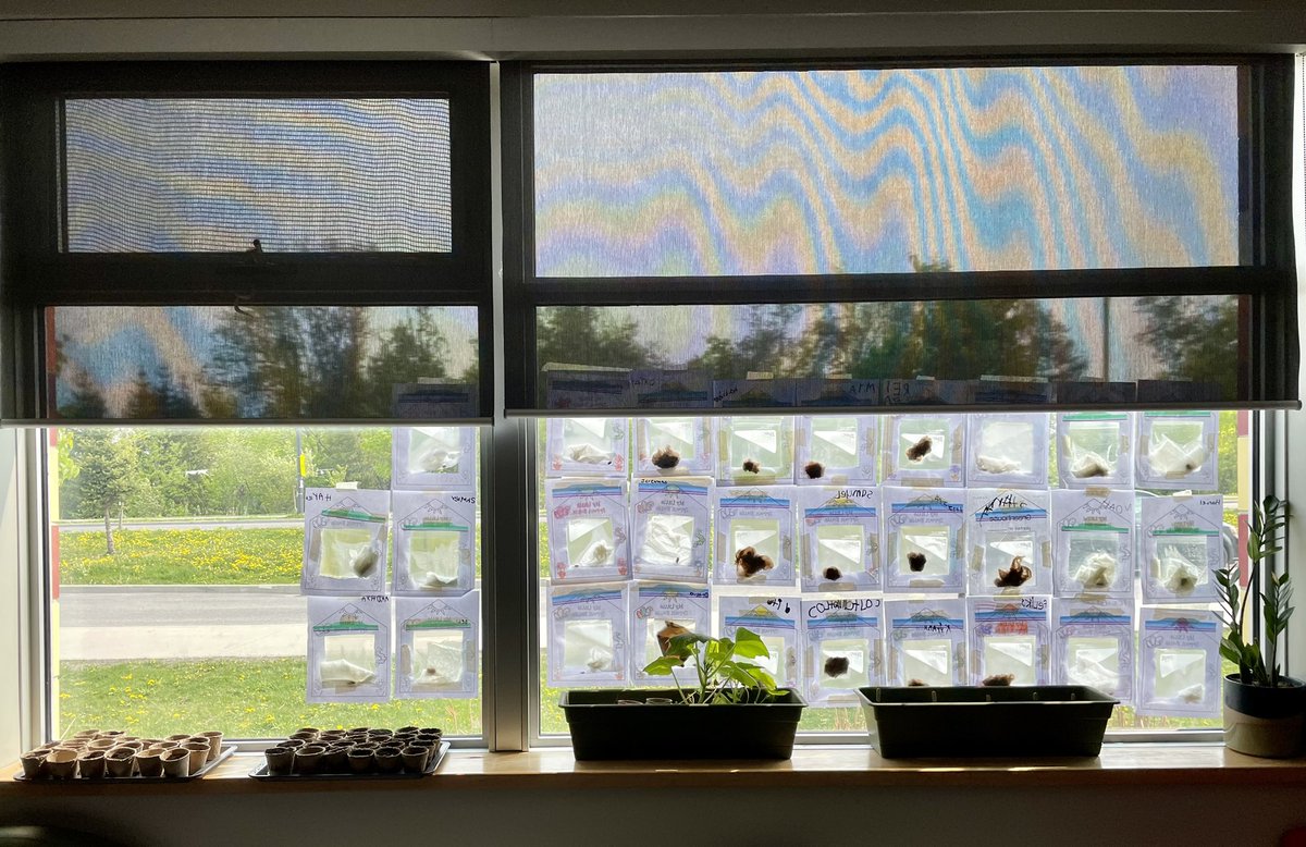 MrsVachonRECE's tweet photo. Thank you @ms_roach1 for picking up soil for our K2 friends. We’ve been busy planting! https://t.co/WhwggbA0QI