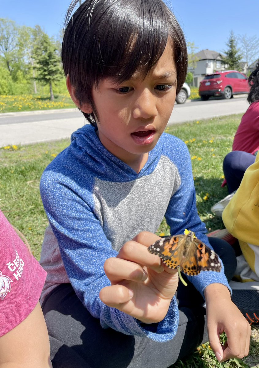 MrsVachonRECE's tweet photo. Over the last few weeks we have been observing and learning about the life cycle of a butterfly. It was so exciting to watch them fly away to the many dandelions on the school lawn. 🐛🦋 https://t.co/844gFQlePl