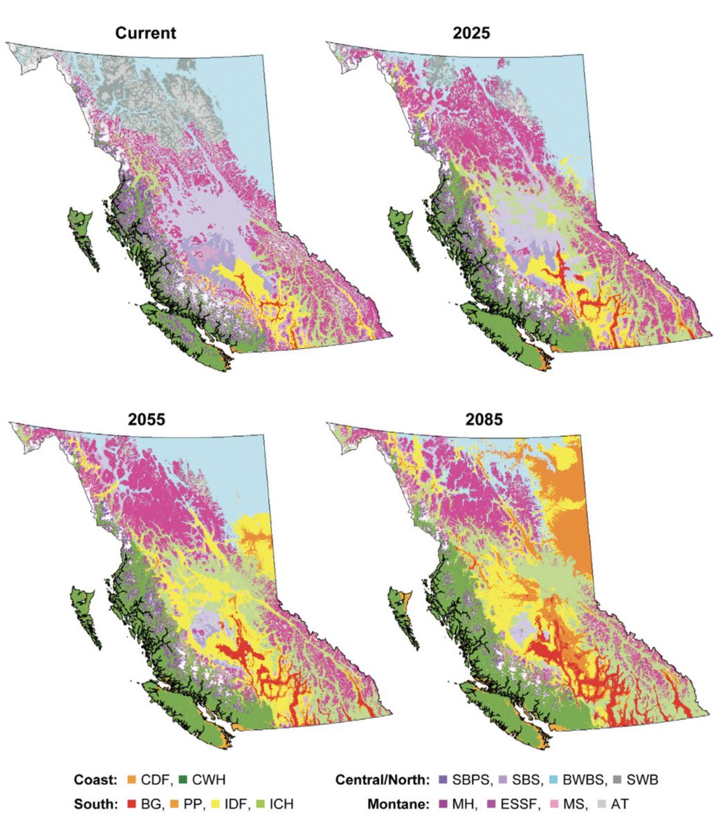 Cautionary tale for many parts of BC. As biomes shift towards drier and hotter, it won’t be a smooth transition, but one marked by series of droughts and regular fire events. By 2085, #CityOfPG will have the climate of Lytton or Osoyoos.

Pic source: y2y.net/wp-content/upl…