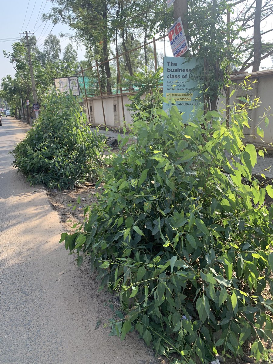 brtavva's tweet photo. Still waiting. The stems have grown to nearly 5’. If the trees were cut for road expansion, why not complete the job ?

Please advise the contractor and authorities to complete the pending task. @BBMPCOMM @ArvindLBJP 
@carmelaramunite 

#carmelaram #roadwork https://t.co/4ptiHXCsxl