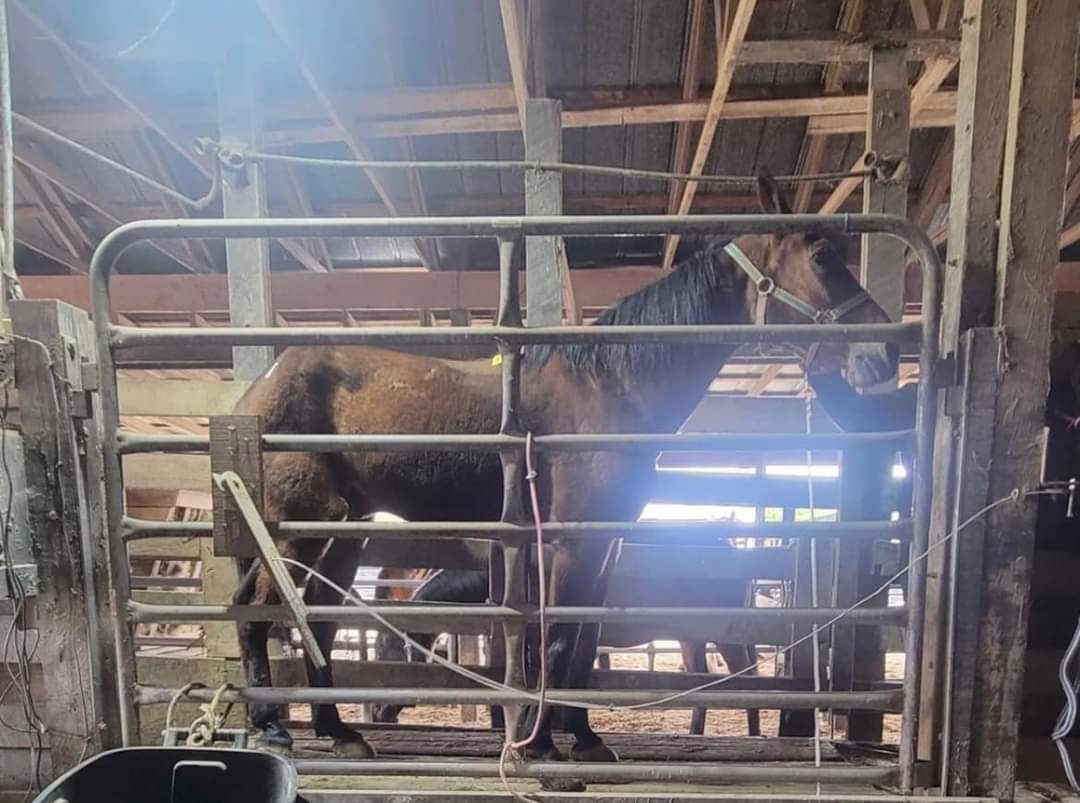 Another poor soul on the scale weighed to SHIP to SLA_GHTER to Mexico. Please SHARE, OFFER HOME,  DONATE 🙏 
🐎 paypal.com/donate?campaig…
🏥 paypal.com/donate?campaig…
 he most likely was rural transportation, until no longer useful and then dumped….
He is located in VA..
