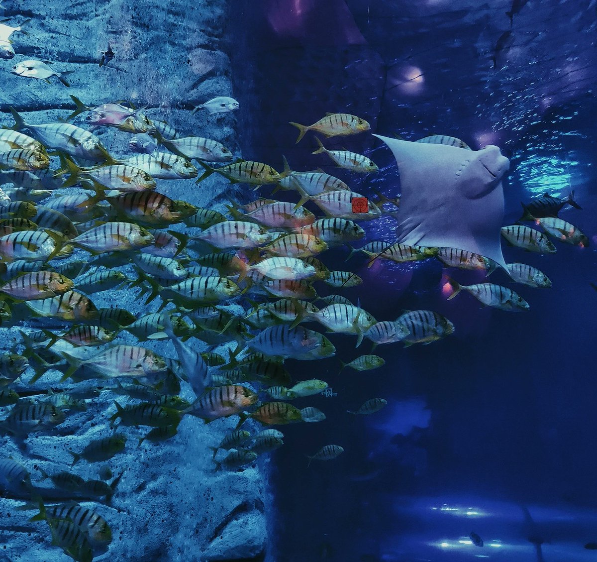 When I was a kid, I really wanted to go to the aquarium.😁😁😁