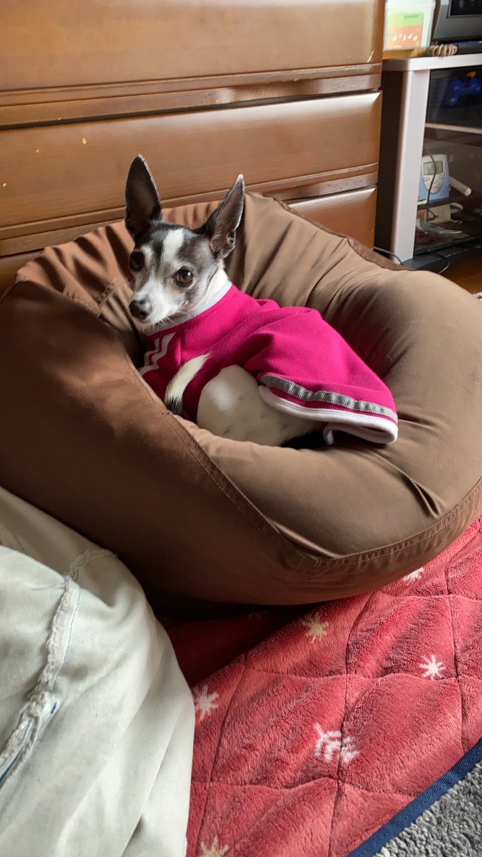 numamikakutou's tweet photo. #チワグレ
犬もダメにするクッション(^^) https://t.co/5wa3xQJgsA