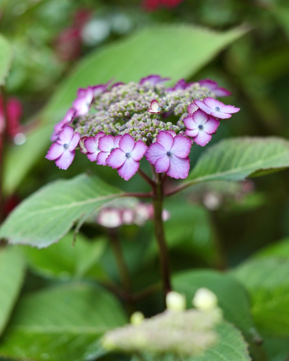 アジサイ.。o○ OW M アジサイ | Hydrangea macrophylla | かぎけん花図鑑