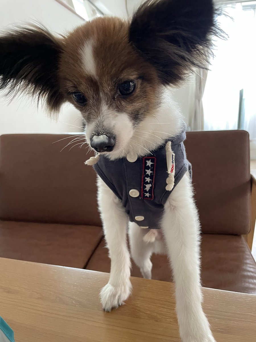 Loco20190408's tweet photo. 鼻にヨーグルトつけながら「もうちょっとくれ〜、ねぇーちゃーん」じゃないのんよ（笑） https://t.co/kpLOxg6aRW