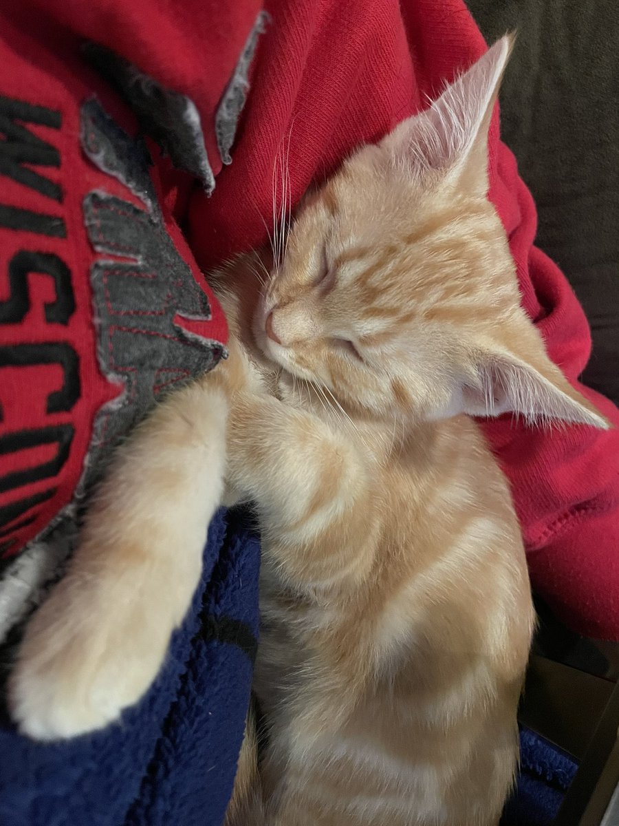 paigenottfound's tweet photo. more kitty posts 😋
happy 2nd birthday buttercup!
my talkative, pillow hogging, snuggle like a baby, tub-tub 🧡💛
I swear she hasn’t changed a bit since the day she was adopted…just three times bigger 😆
#kittymama #mybaby #sappypost https://t.co/dSAZBz4Fzv
