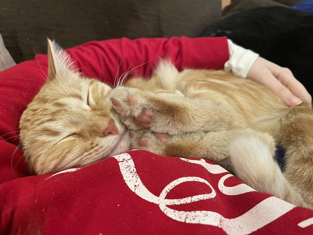 paigenottfound's tweet photo. more kitty posts 😋
happy 2nd birthday buttercup!
my talkative, pillow hogging, snuggle like a baby, tub-tub 🧡💛
I swear she hasn’t changed a bit since the day she was adopted…just three times bigger 😆
#kittymama #mybaby #sappypost https://t.co/dSAZBz4Fzv