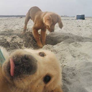 💖 (@twaniimals) on Twitter photo 
