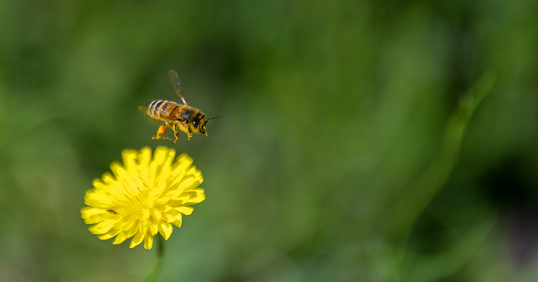 CommsStore's tweet photo. It’s World Bee Day, declared as such in 2017 by the UN to raise awareness of the essential role #bees🐝 and other pollinators play in keeping people and the planet healthy.
#biosecurity #photography
📷 This amazing series by our co-director and head of photography Cath Bowen. https://t.co/cnICTiBB6B
