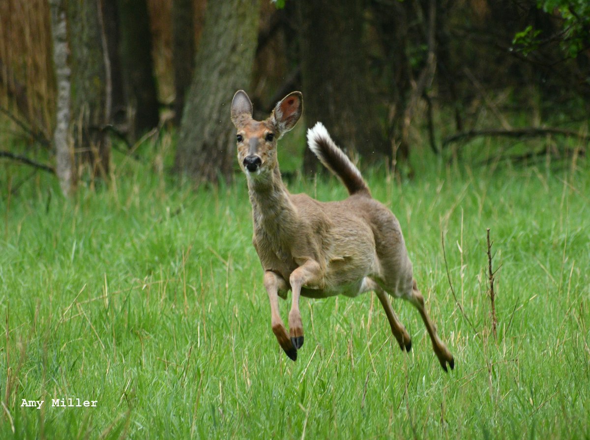 White-tailed deer.
(Photo courtesy of Amy Miller)
#Wildlife #NaturePhotograpy #WillCounty