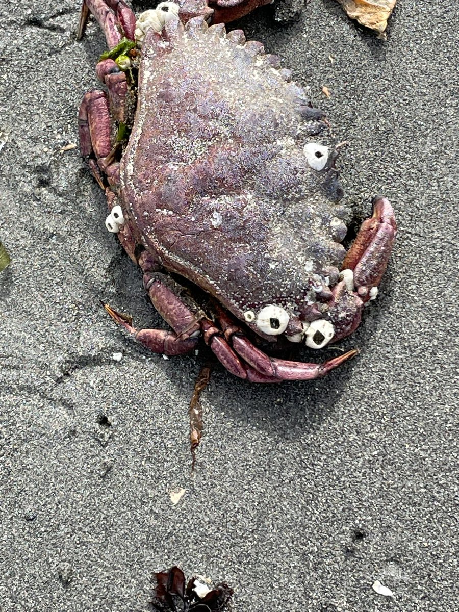 patrickgerding's tweet image. Alright who’s putting googly eyes on the crab carcasses at #alkibeach?