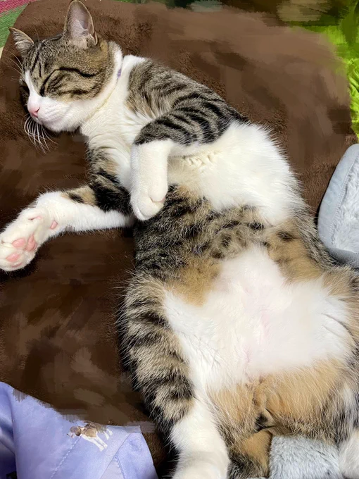 ネコチャンのおなかは健康に良いとされています