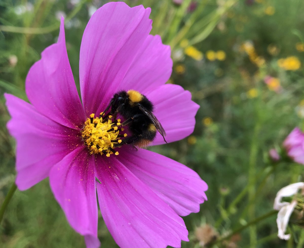 Happy #WorldBeeDay 🐝 where would we be without our pollinating pals? Here are some cuties snapped in Melbourne 🇦🇺 (1), Northampton 🏴󠁧󠁢󠁥󠁮󠁧󠁿 (2) and Geneva🇨🇭 (3 &amp; 4)