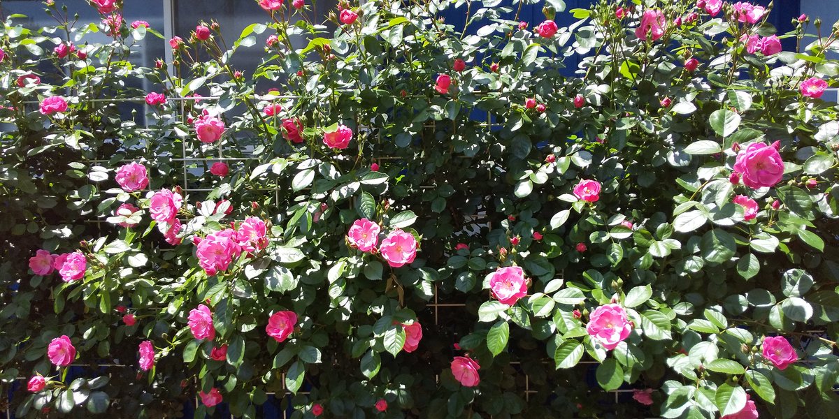 LIGHT_HOUSE1990's tweet image. ショップの薔薇がもう少しで満開です～楽しんでます