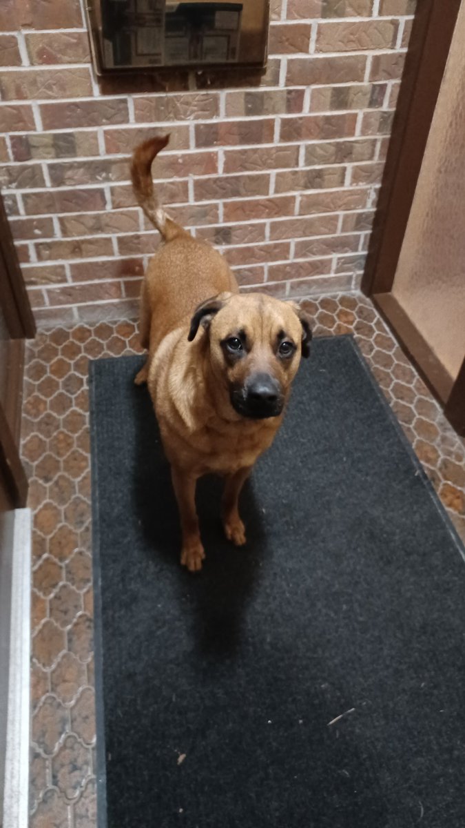 FrancescoF48041's tweet photo. Here's my dog, the newest one. My family name Freddie it was a puppy. When we first got him, he was going to be put down and my parents were glad to adopt him. #dogforlife
#teamdog https://t.co/5GKhyn0e6G
