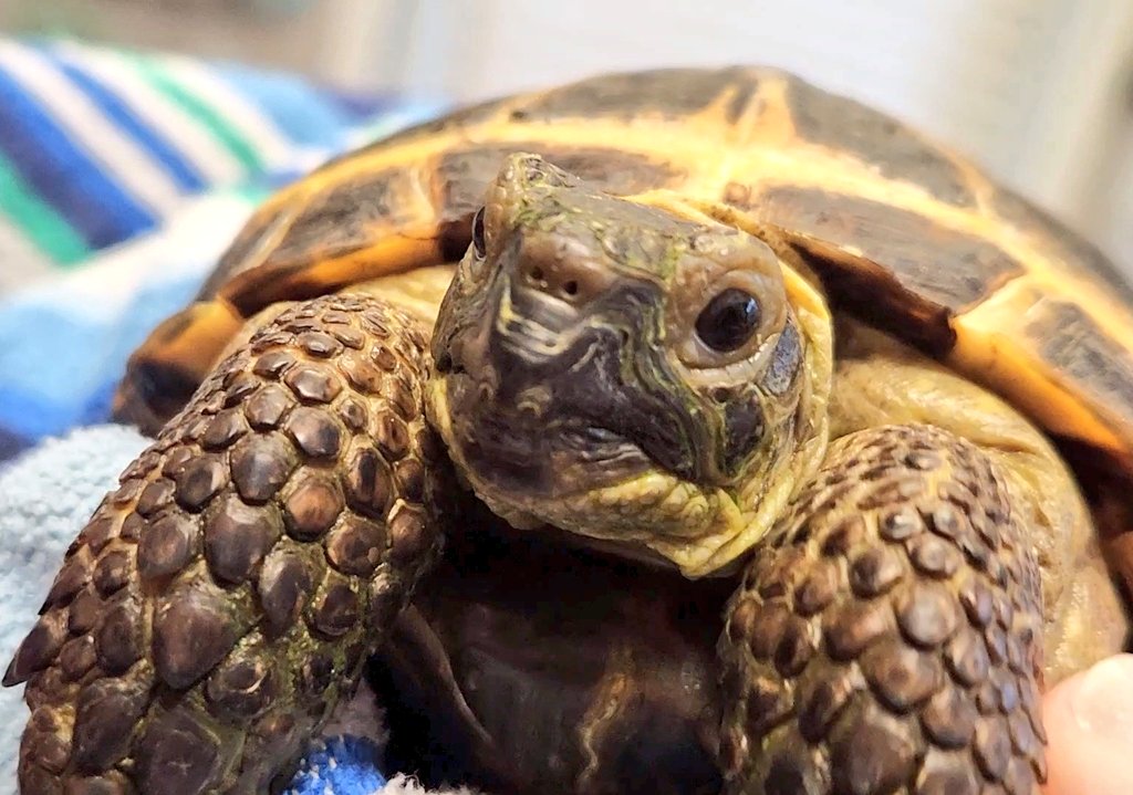 HalltasticYT's tweet image. Fresh Girdy #soclean #turtles #tortoise