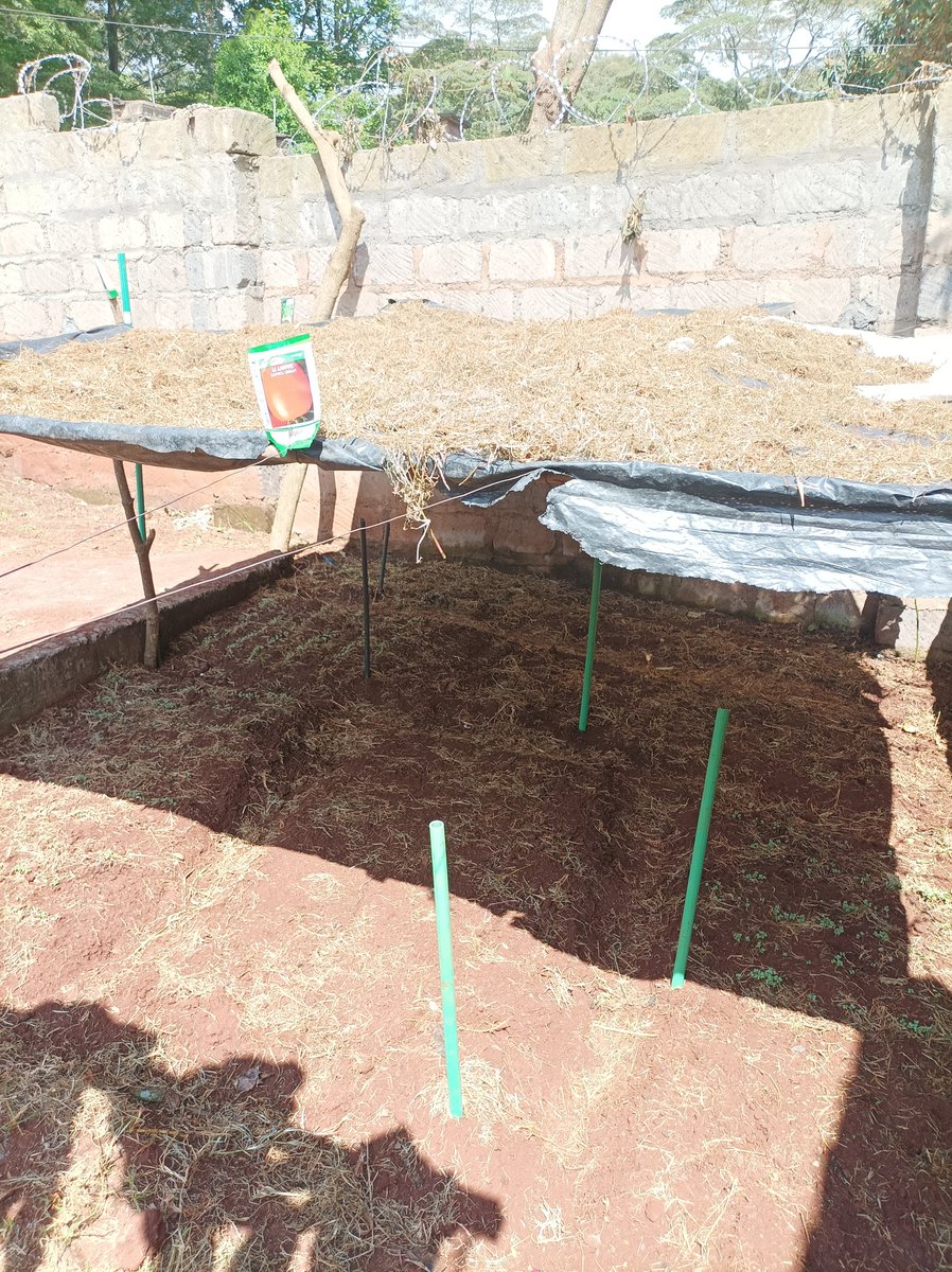 The process of raising vegetable nursery bed the #kienyeji way.

One week after sowing, kales and cabbage seem to be emerging well.
Tomatoes and coriander lugging behind.

Surely There is Time for everything!