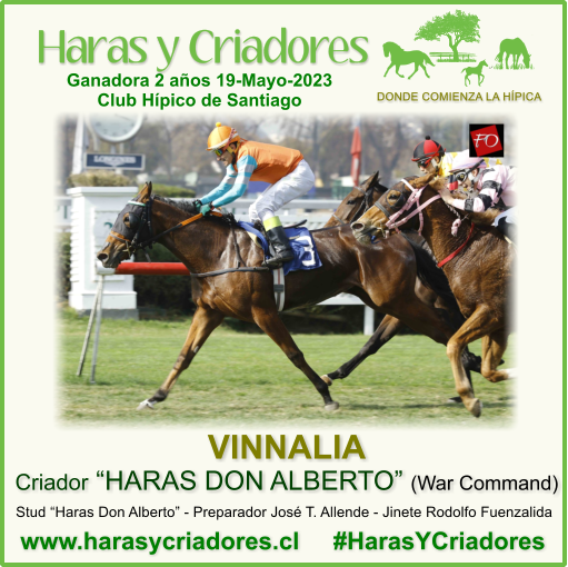 harasycriadores's tweet photo. VINNALIA criada en HARAS DON ALBERTO (hija de War Command) Vencedora Condicional Hembras 2 años No Ganadoras sobre 1000 metros en el Club Hípico de Santiago Viernes 19 de Mayo 2023 https://t.co/JCoAH9UfxY #HarasYCriadores #Vinnalia #HarasDonAlberto #WarCommand #ClubHípicoSantiago https://t.co/mcjzHMsts0