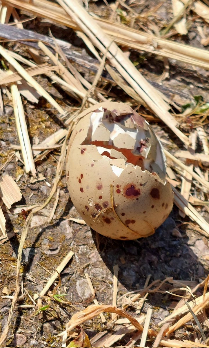 Predated egg at #MagorMarsh not sure what species. Anyone have an idea? @GwentWildlife #GwentLevels #Birdphotography #WildlifePhotography #birds #Wildlife #gwentbirds #TwitterNatureCommunity  #NaturePhotography #BirdsSeenIn2023