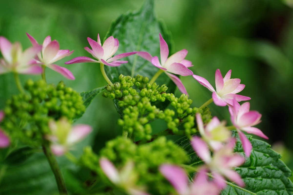 emiripapas's tweet photo. 雨が多いなと思っていたらもう紫陽花の季節。今年の初紫陽花。KFとsmc PENTAX-A 50mm F2.8 MACROです。
#pentax #pentax_fa https://t.co/FQwG51xms9