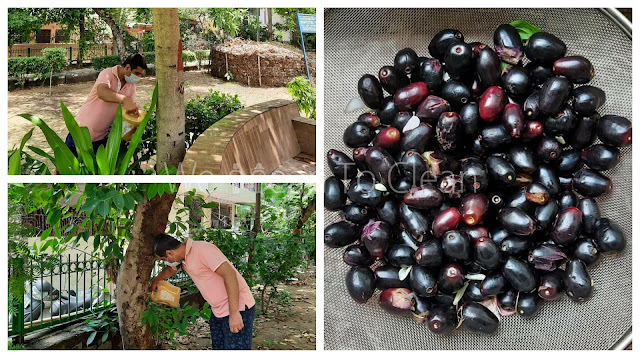 SwatiBhalla23's tweet image. What to do with excess #compost or #leachate?
Read: ift.tt/R9Fyl2h

#WeMeanToClean #CleanDelhi #SwachhBharat #MyCleanIndia #WasteManagement #DelhiGarbageCrisis #Composting #HomeComposting #SustainableLiving #ClimateAction #WMTCBlog