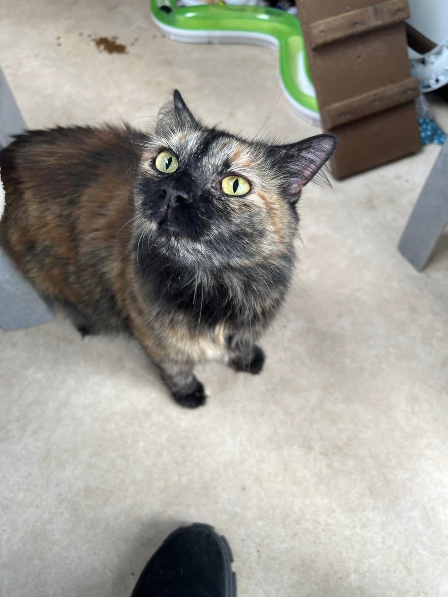 Gorgeous Armani is looking for her furever home. Call the branch on 01416385110 for more info.